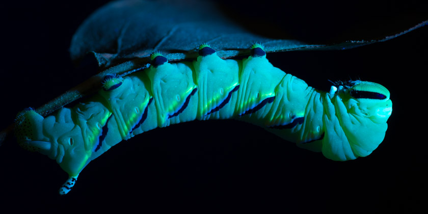 Ultraviolet Lepidoptera